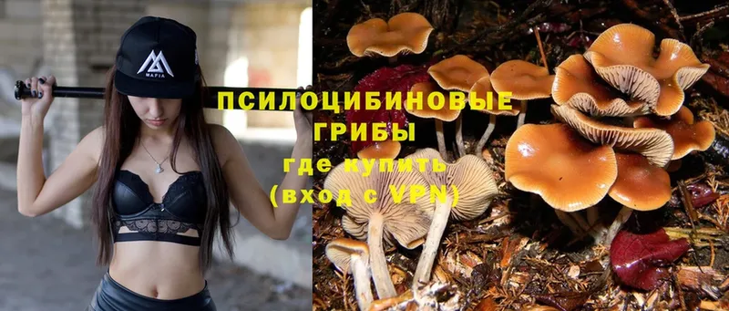 Галлюциногенные грибы MAGIC MUSHROOMS  купить  сайты  Кашин 